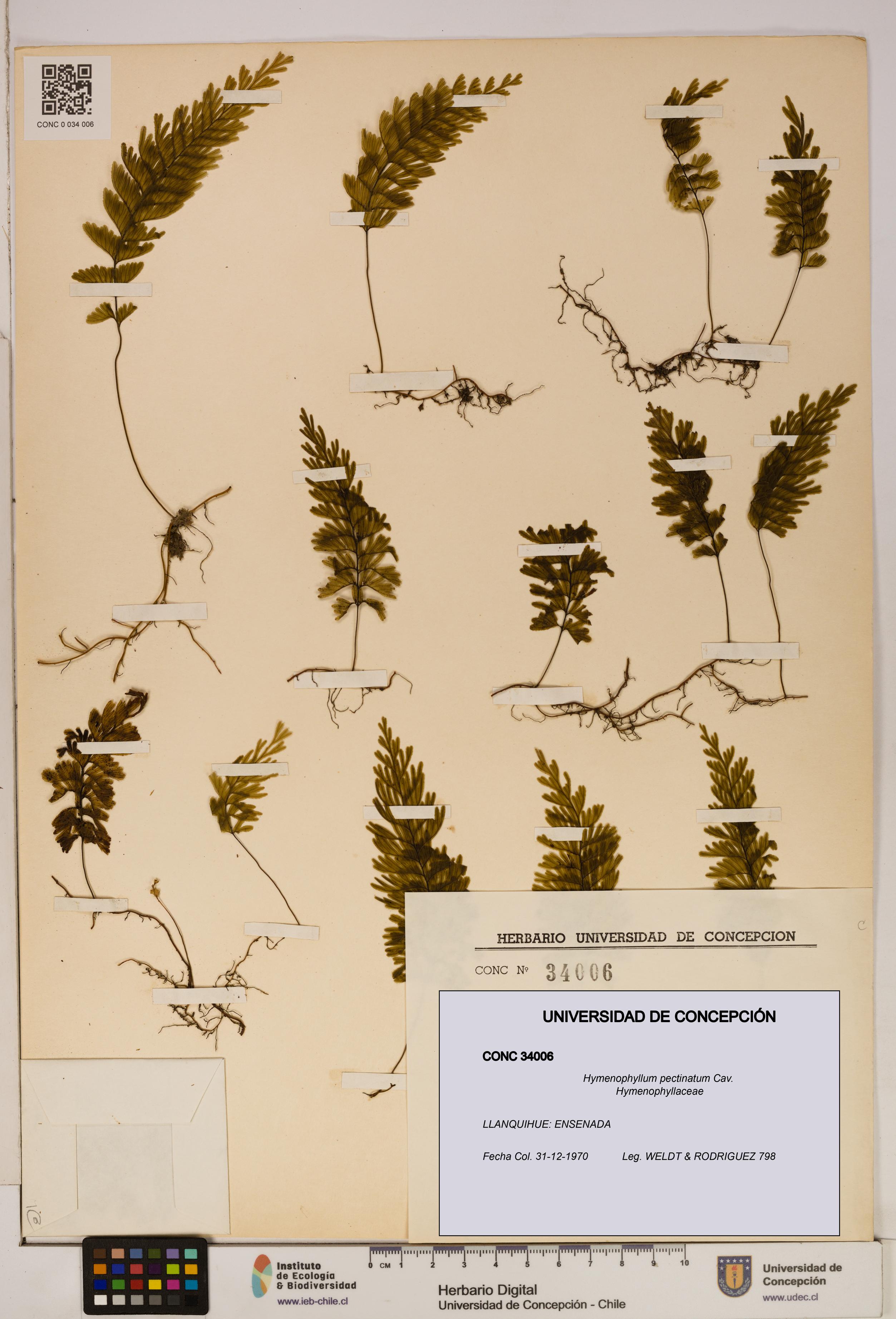Hymenophyllum pectinatum [Espécimen: ]