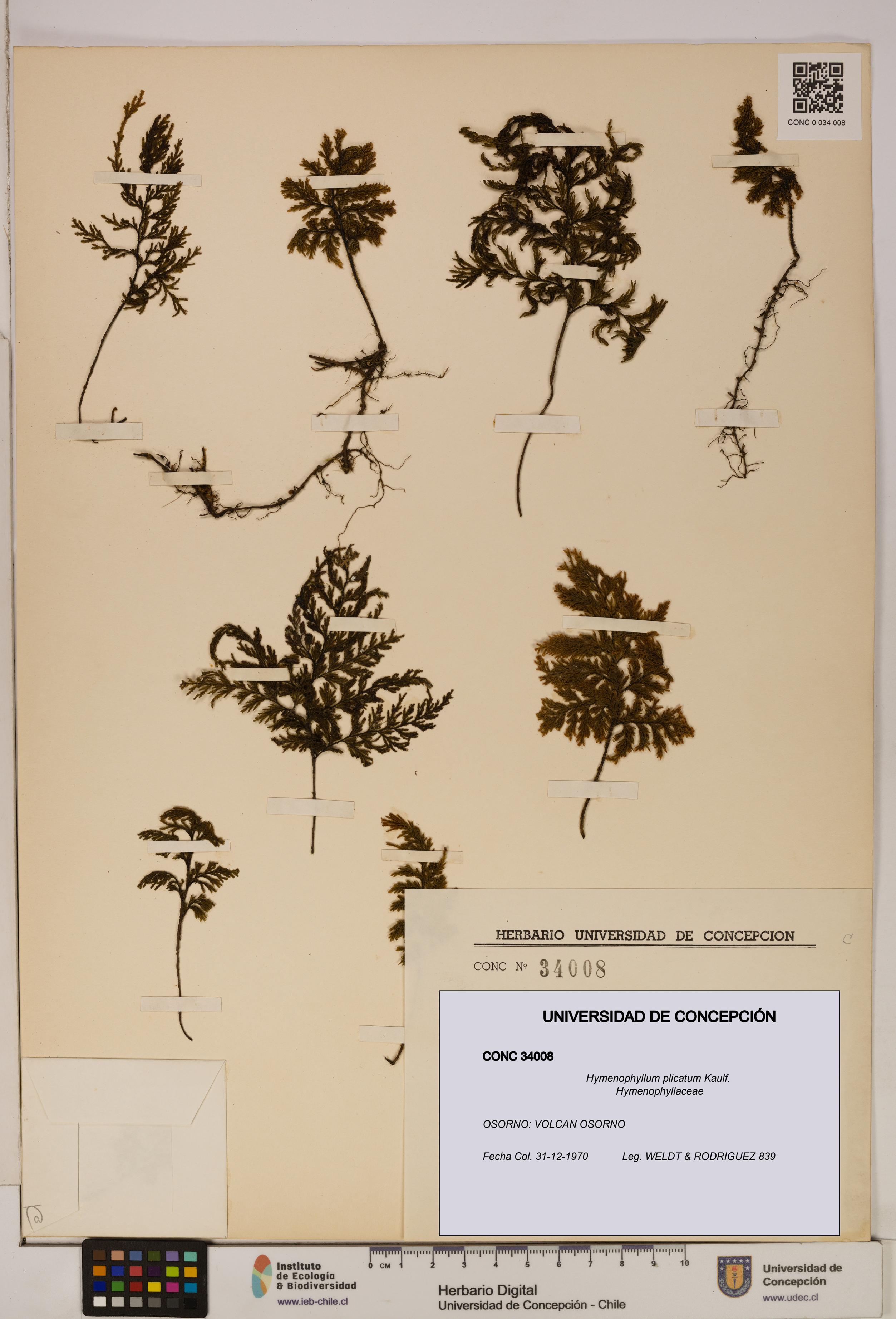 Hymenophyllum plicatum [Espécimen: ]