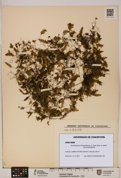 Hymenophyllum dicranotrichum [Espécimen: UDEC:CONC:0034009]
