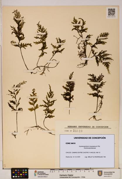 Hymenophyllum krauseanum [Espécimen: ]