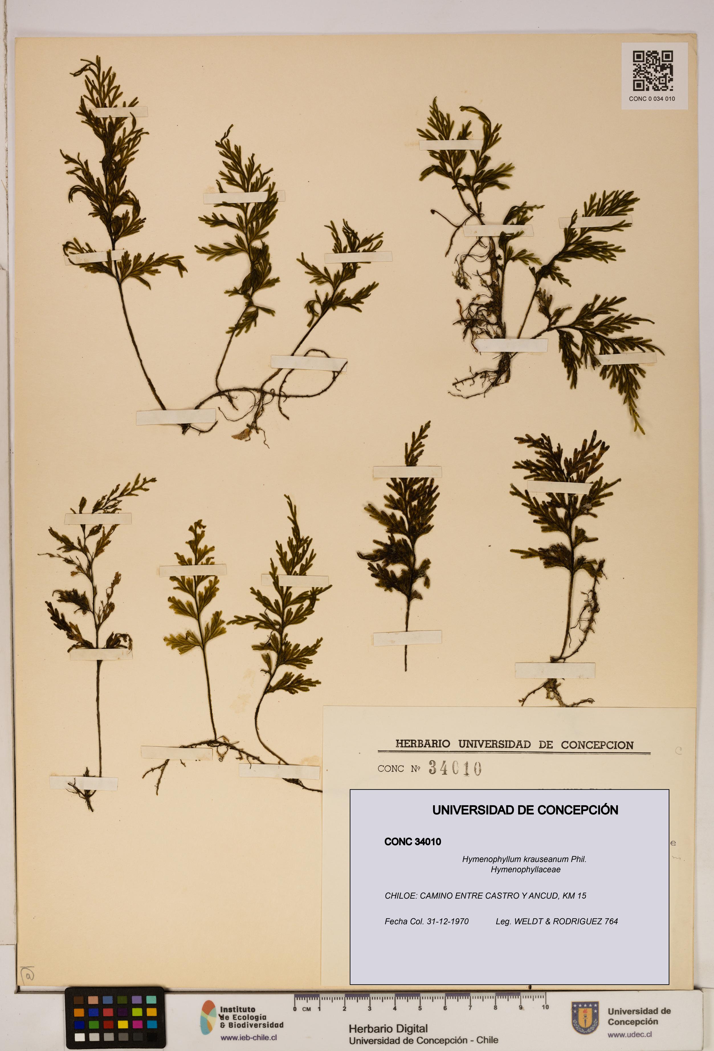 Hymenophyllum krauseanum [Espécimen: ]