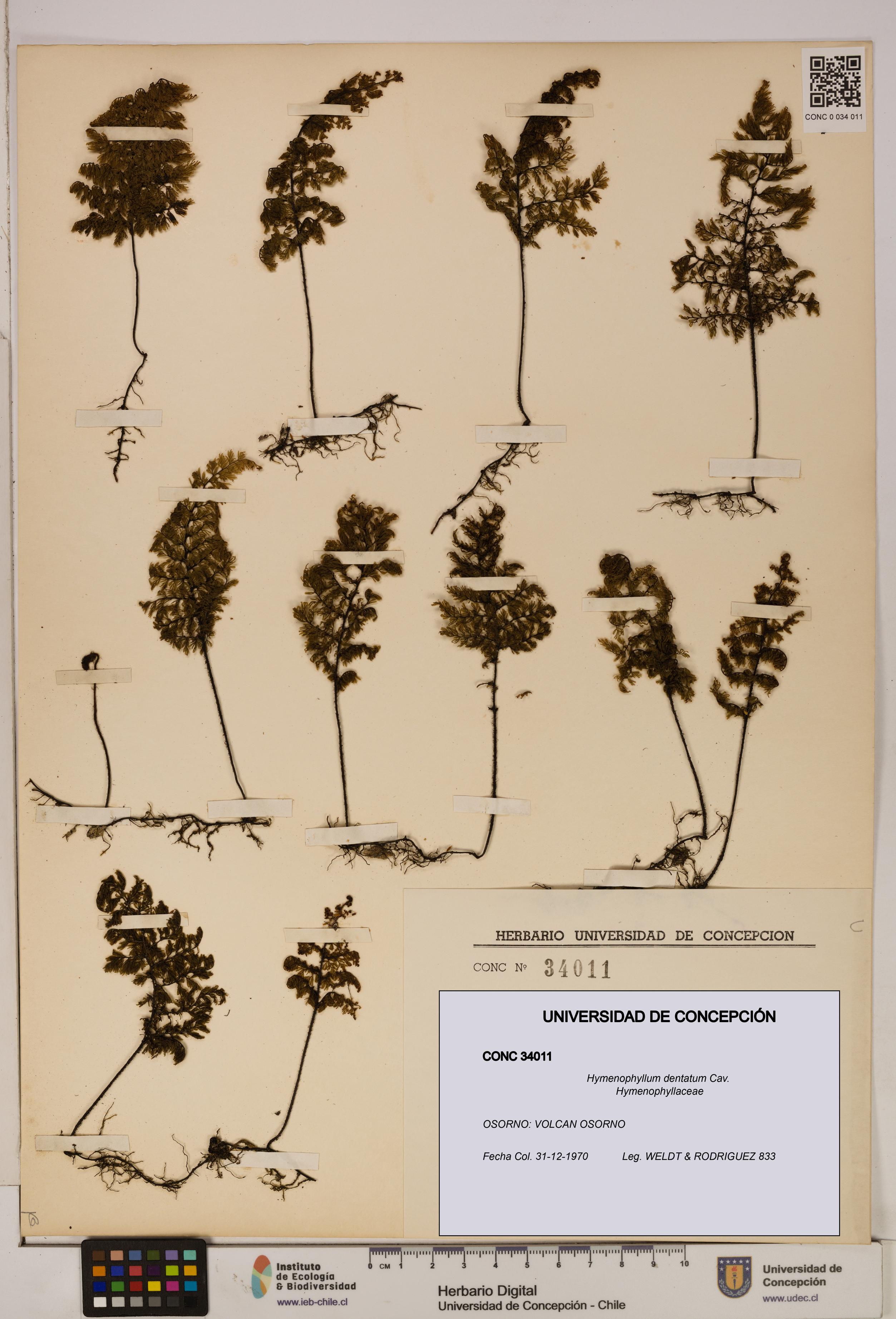 Hymenophyllum dentatum [Espécimen: UDEC:CONC:0034011]