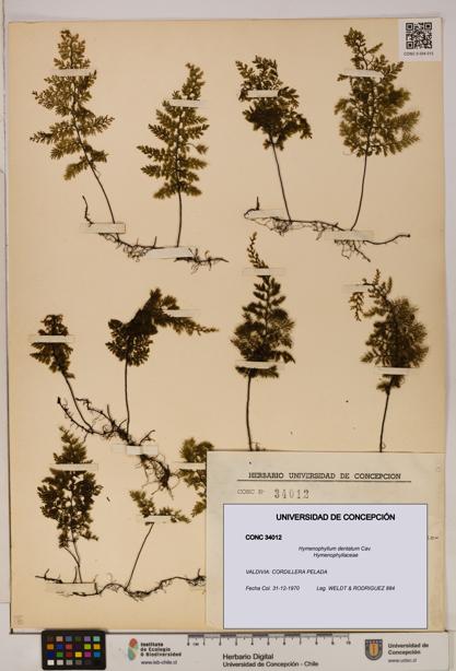 Hymenophyllum dentatum [Espécimen: UDEC:CONC:0034012]