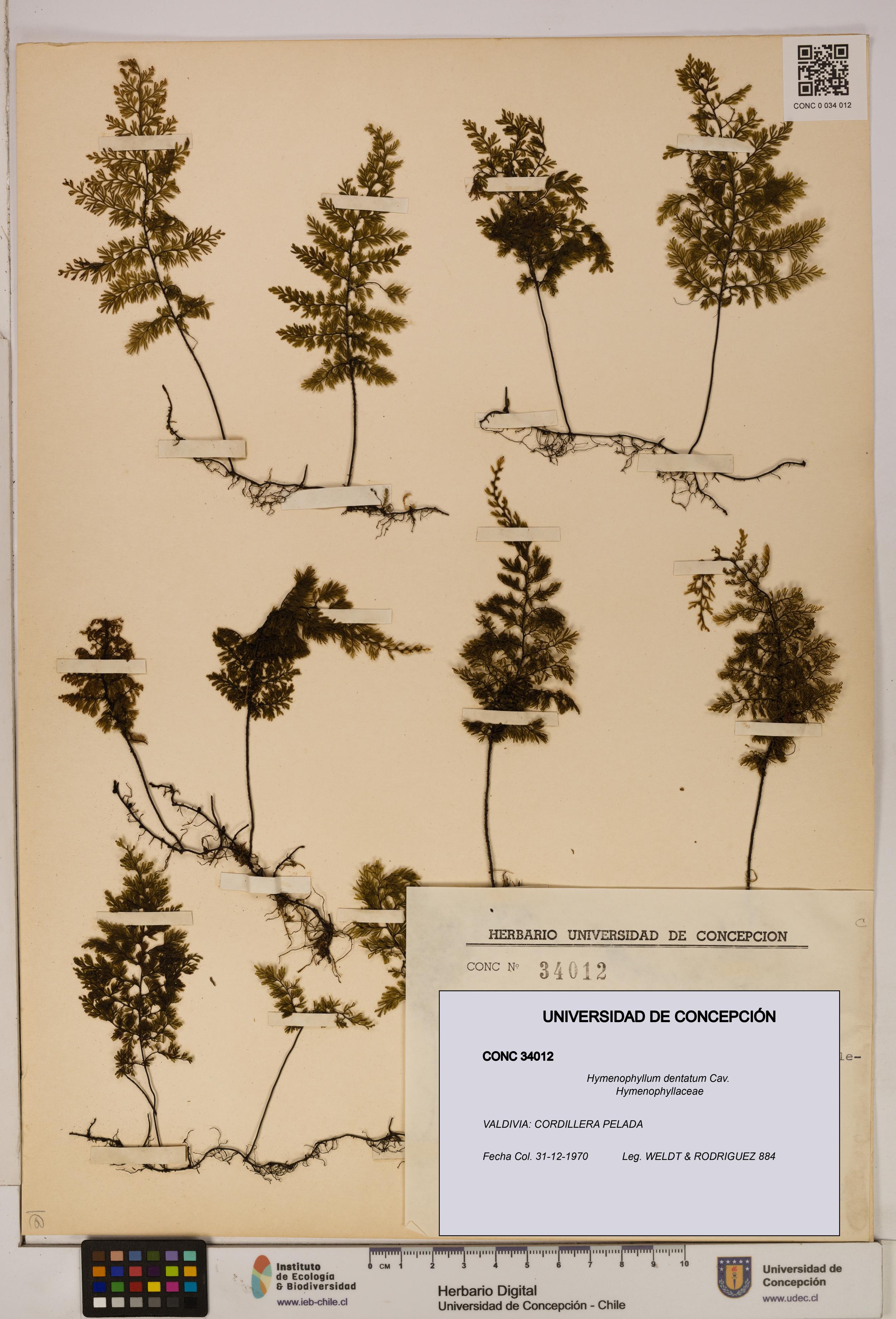 Hymenophyllum dentatum [Espécimen: UDEC:CONC:0034012]