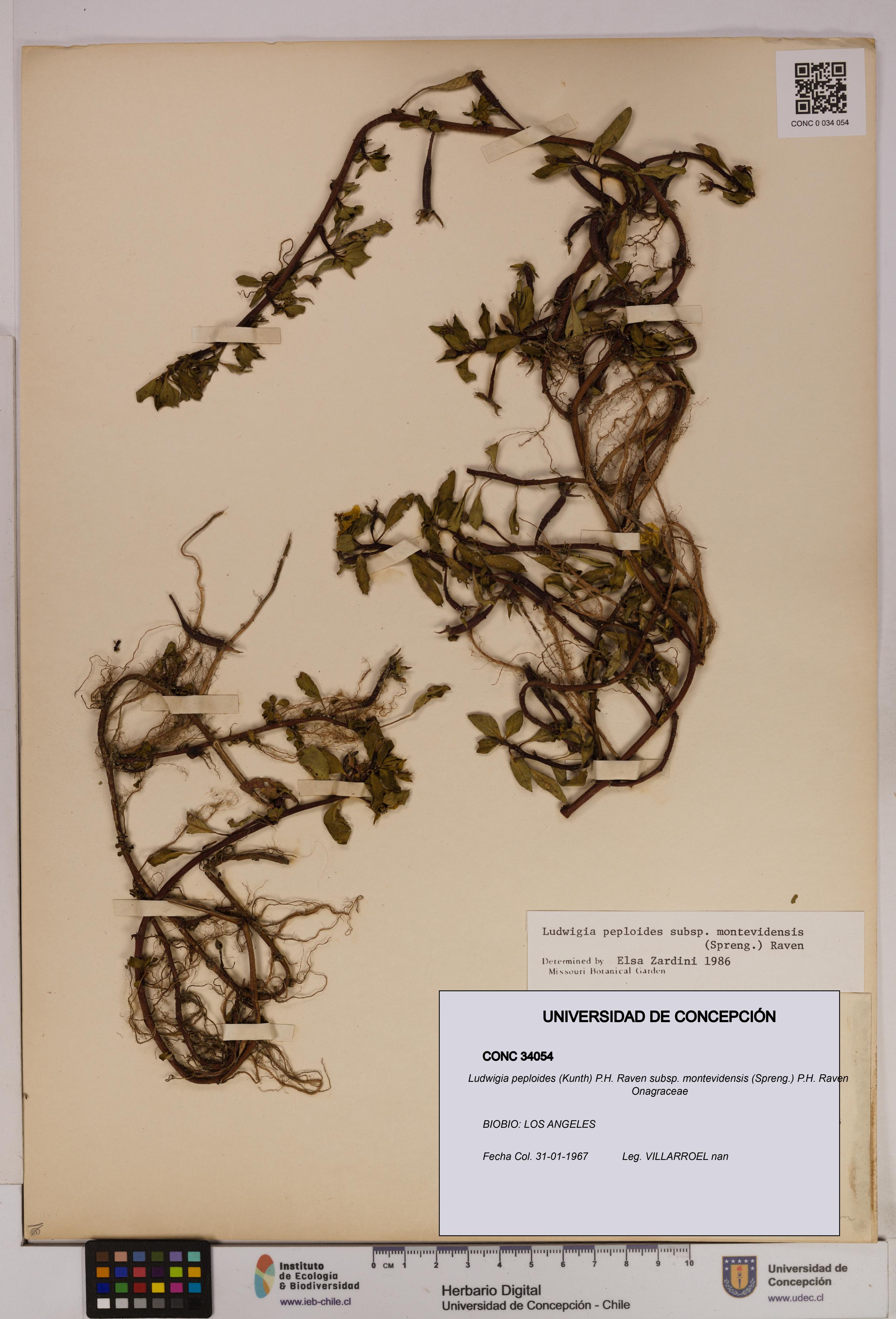 Ludwigia peploides [Espécimen: UDEC:CONC:0034054]