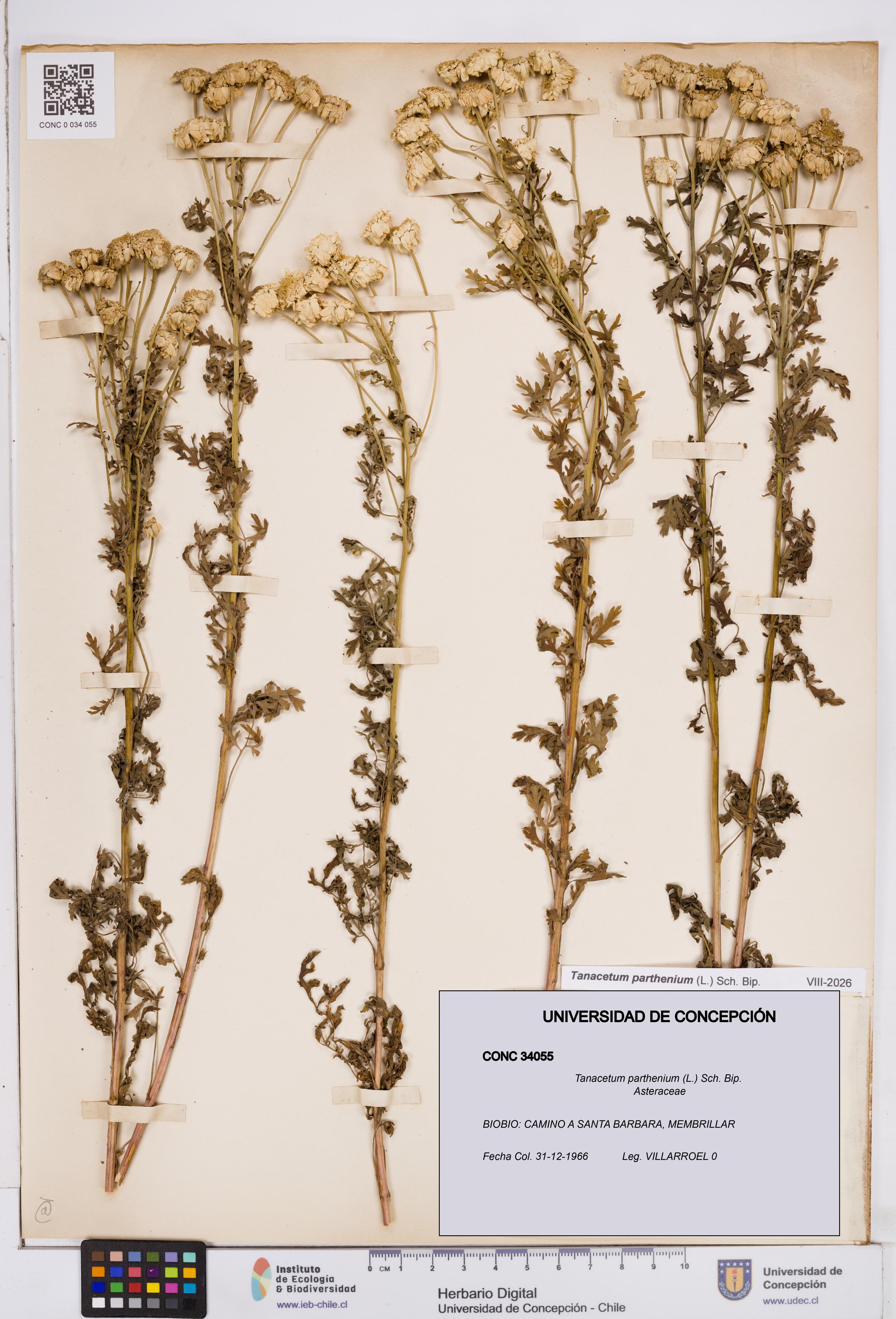 Tanacetum parthenium [Espécimen: ]