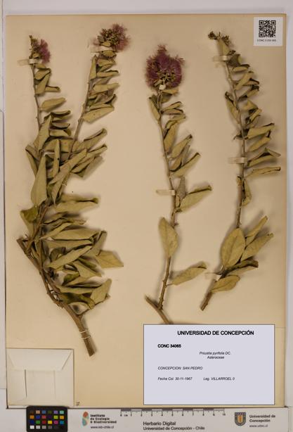 Proustia pyrifolia [Espécimen: UDEC:CONC:0034065]
