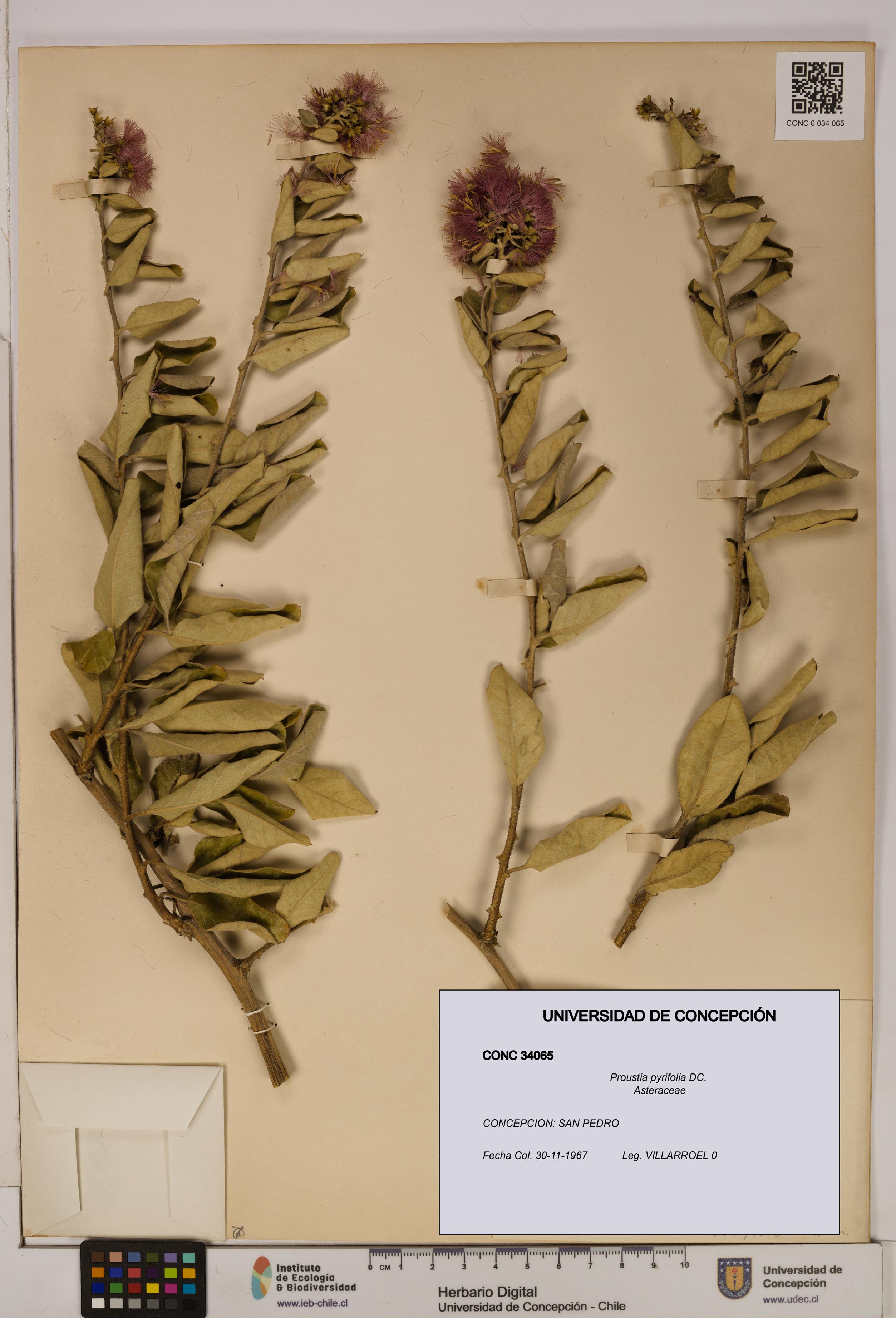 Proustia pyrifolia [Espécimen: UDEC:CONC:0034065]