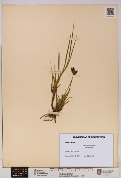 Carex decidua [Espécimen: UDEC:CONC:0034073]