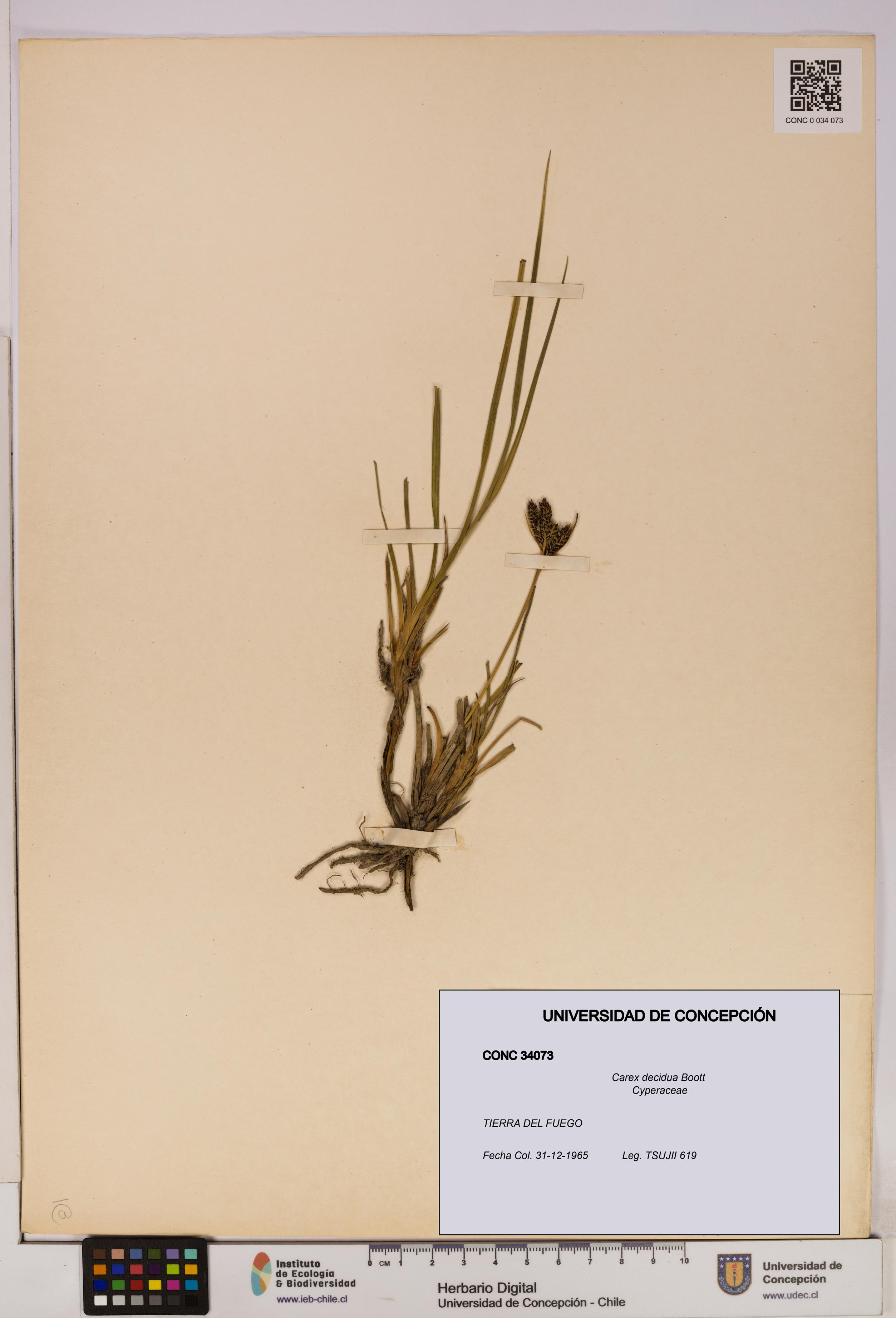 Carex decidua [Espécimen: UDEC:CONC:0034073]