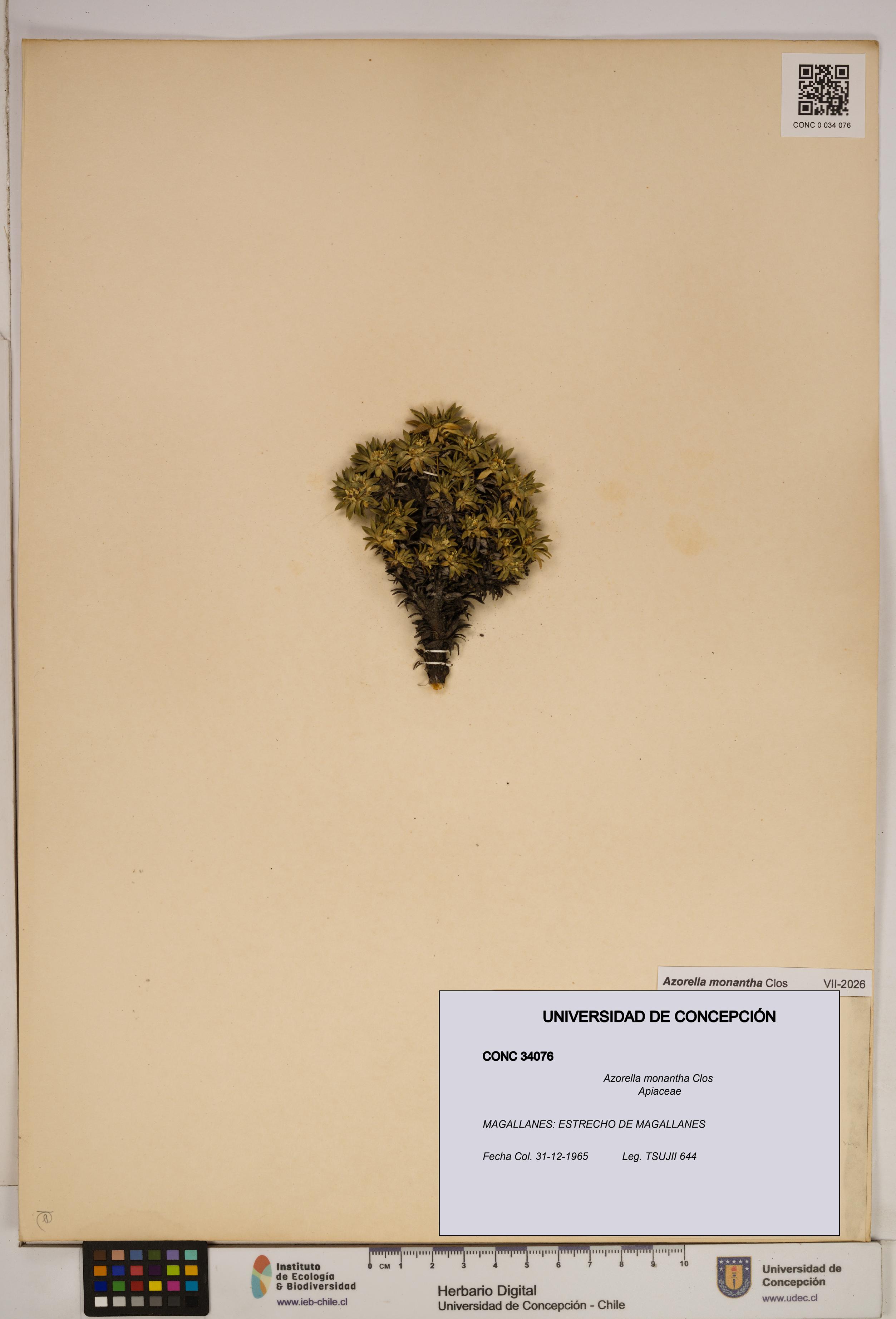 Azorella monantha [Espécimen: ]