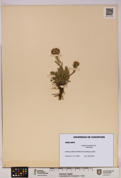 Erigeron myosotis [Espécimen: UDEC:CONC:0034078]