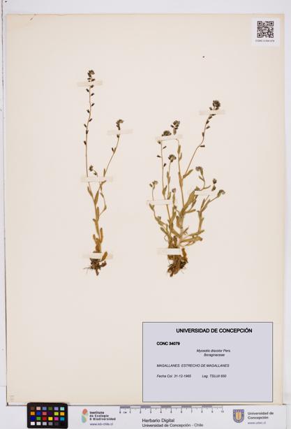 Myosotis discolor [Espécimen: ]