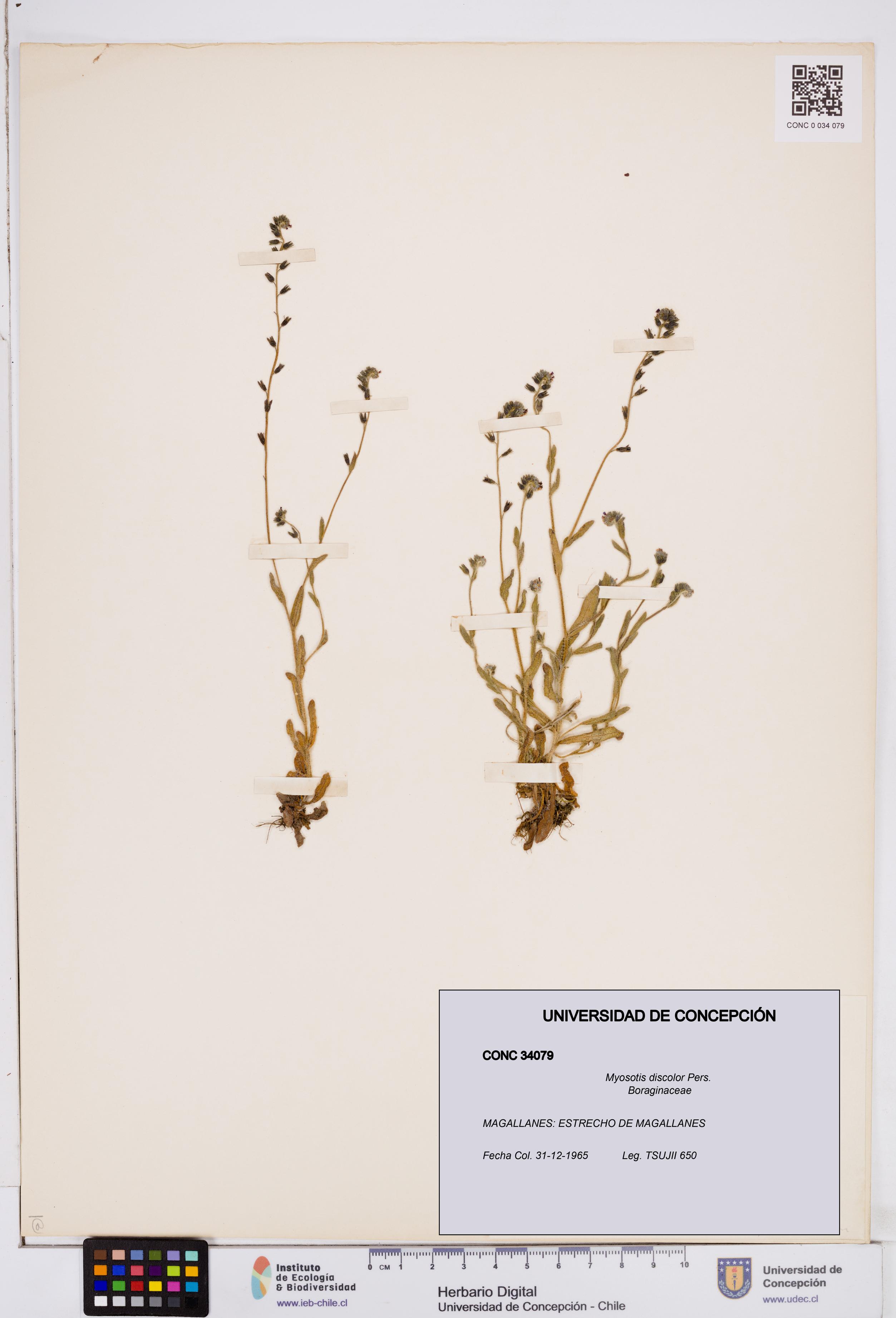Myosotis discolor [Espécimen: ]