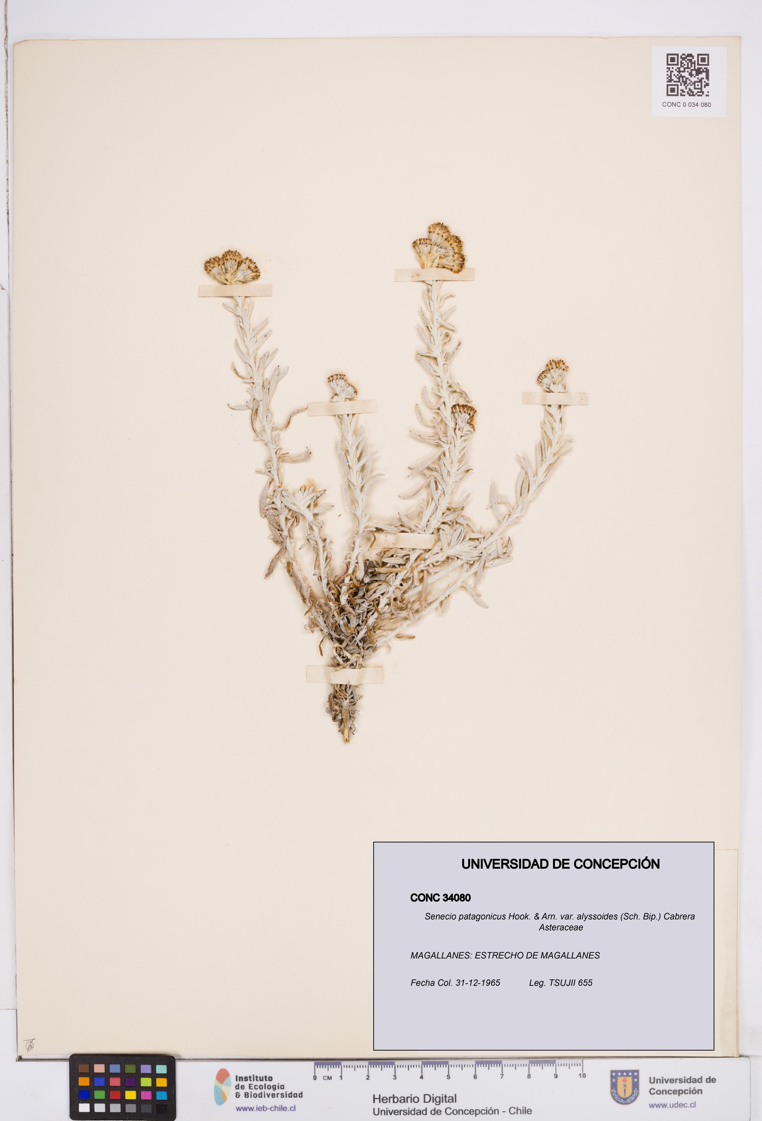 Senecio patagonicus var. alyssoides [Espécimen: ]