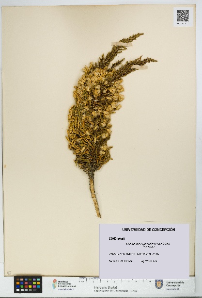 Lepidophyllum cupressiforme [Espécimen: UDEC:CONC:0034085]