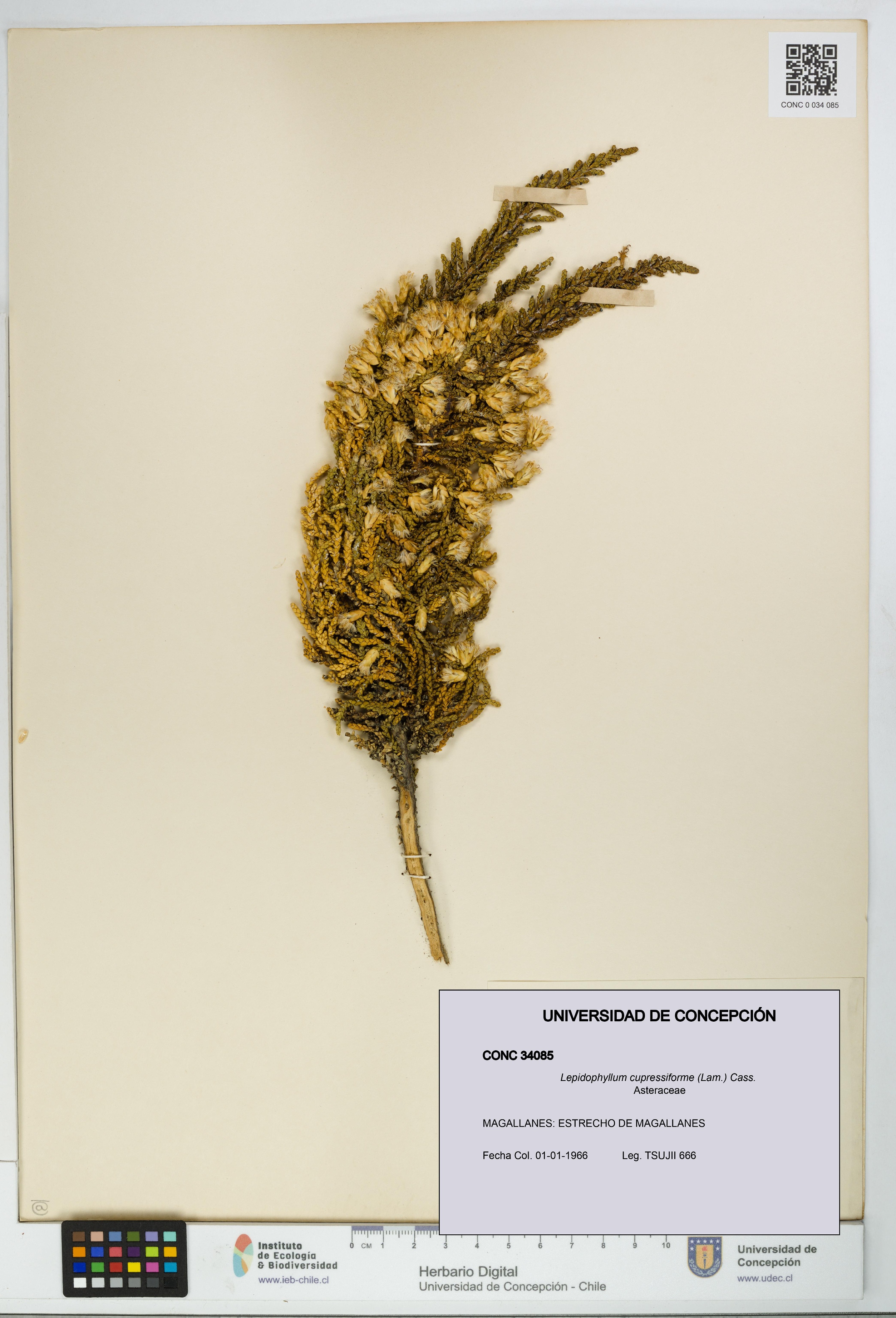 Lepidophyllum cupressiforme [Espécimen: UDEC:CONC:0034085]