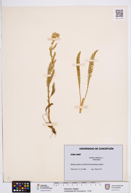 Achillea millefolium [Espécimen: ]