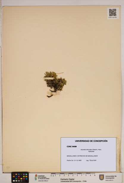 Azorella trifurcata [Espécimen: ]