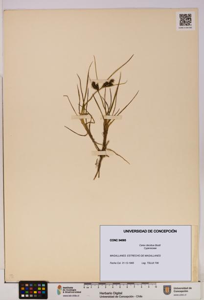 Carex decidua [Espécimen: UDEC:CONC:0034093]