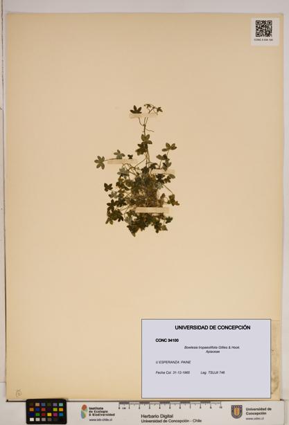 Bowlesia tropaeolifolia [Espécimen: ]