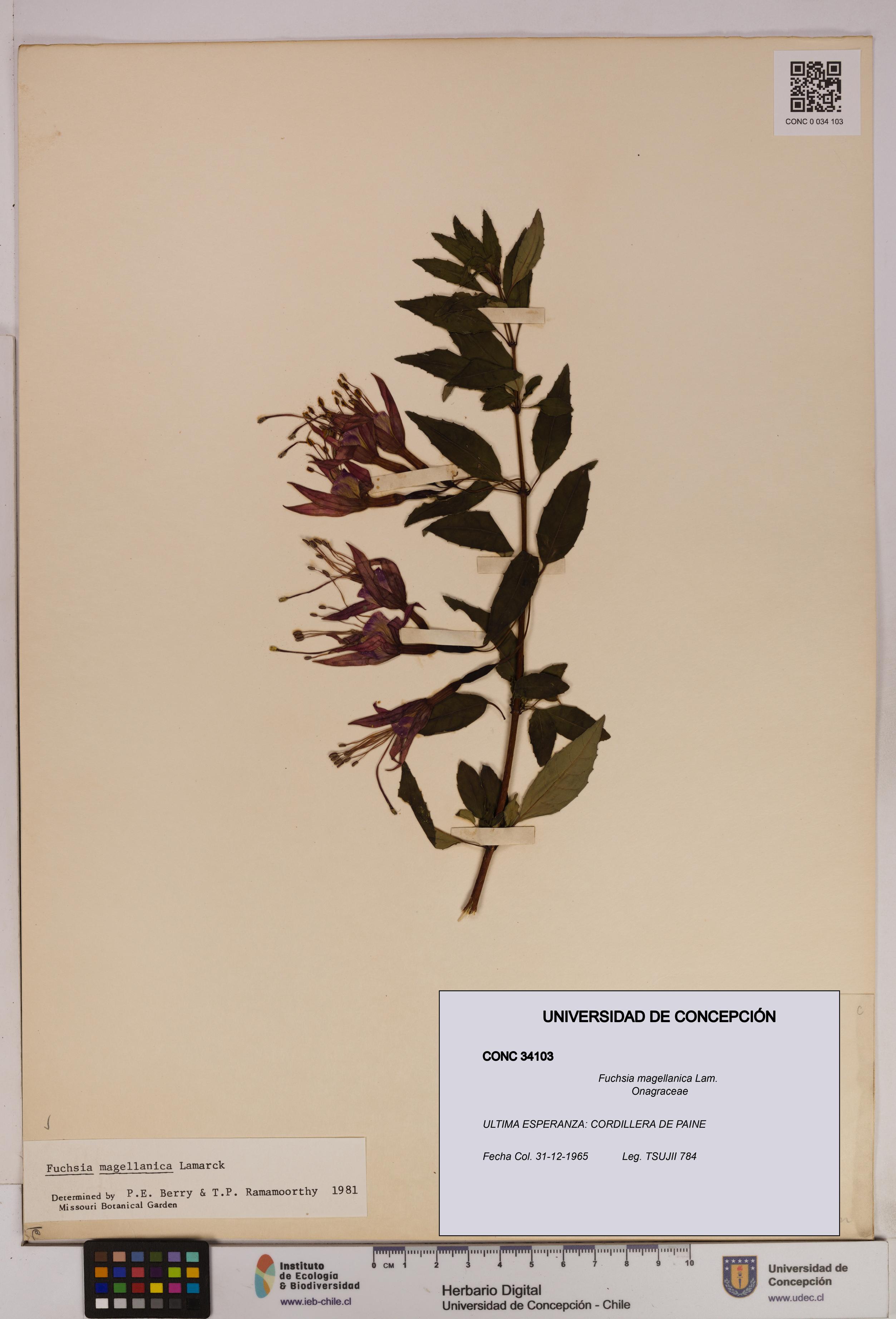 Fuchsia magellanica [Espécimen: UDEC:CONC:0034103]