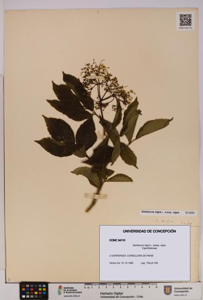 Sambucus nigra subsp. nigra [Espécimen: UDEC:CONC:0034110]