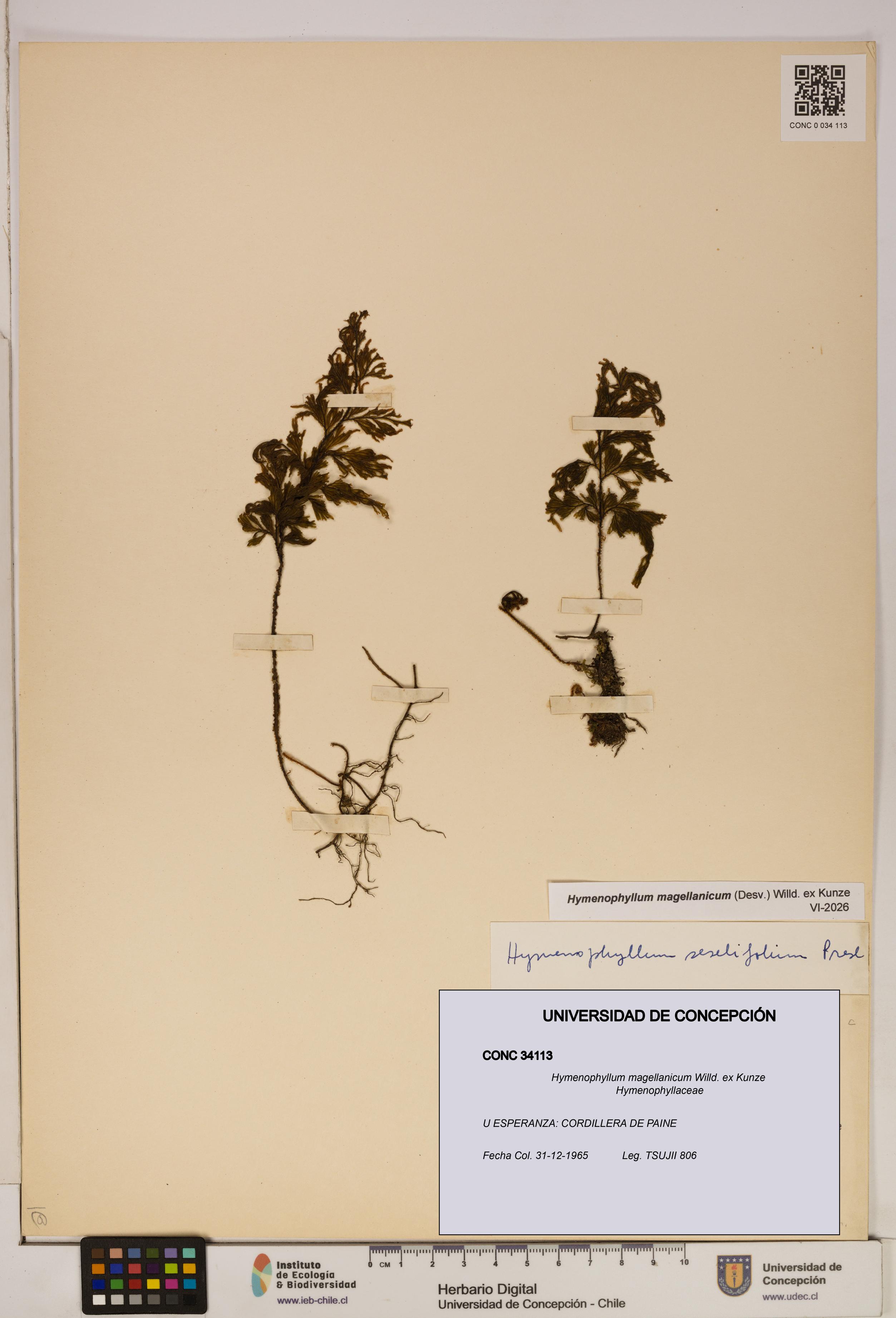 Hymenophyllum magellanicum [Espécimen: ]