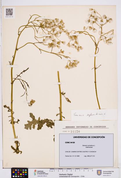 Senecio sylvaticus [Espécimen: ]