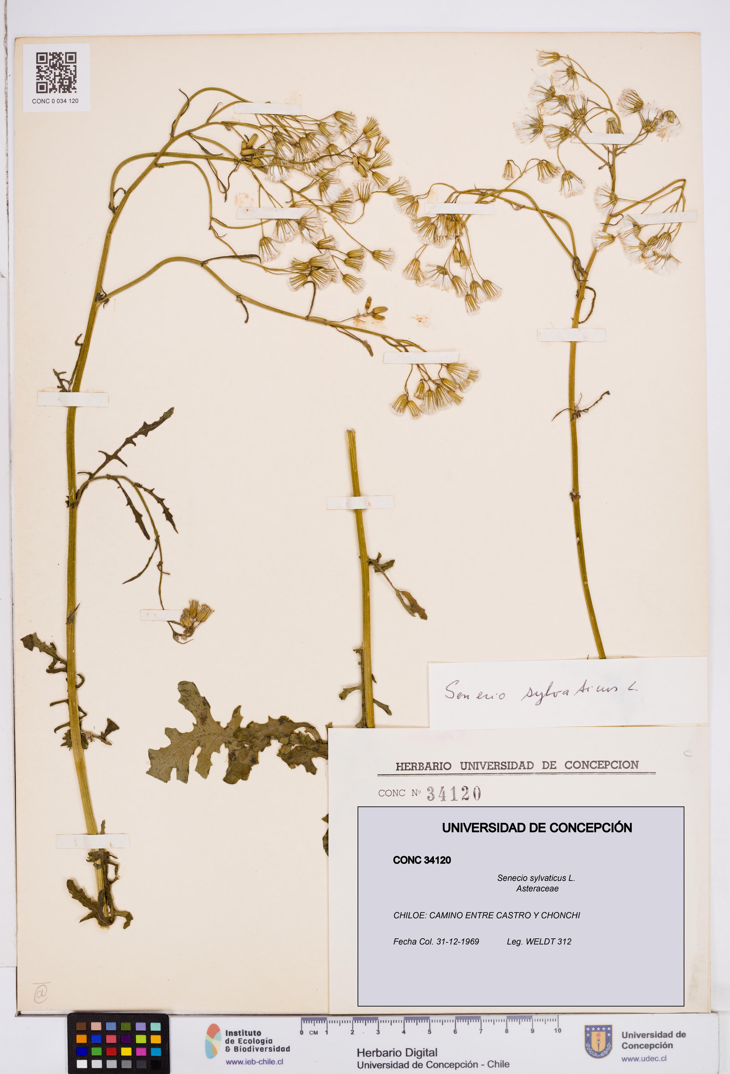 Senecio sylvaticus [Espécimen: ]