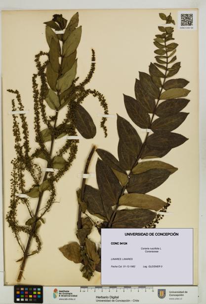 Coriaria ruscifolia [Espécimen: ]