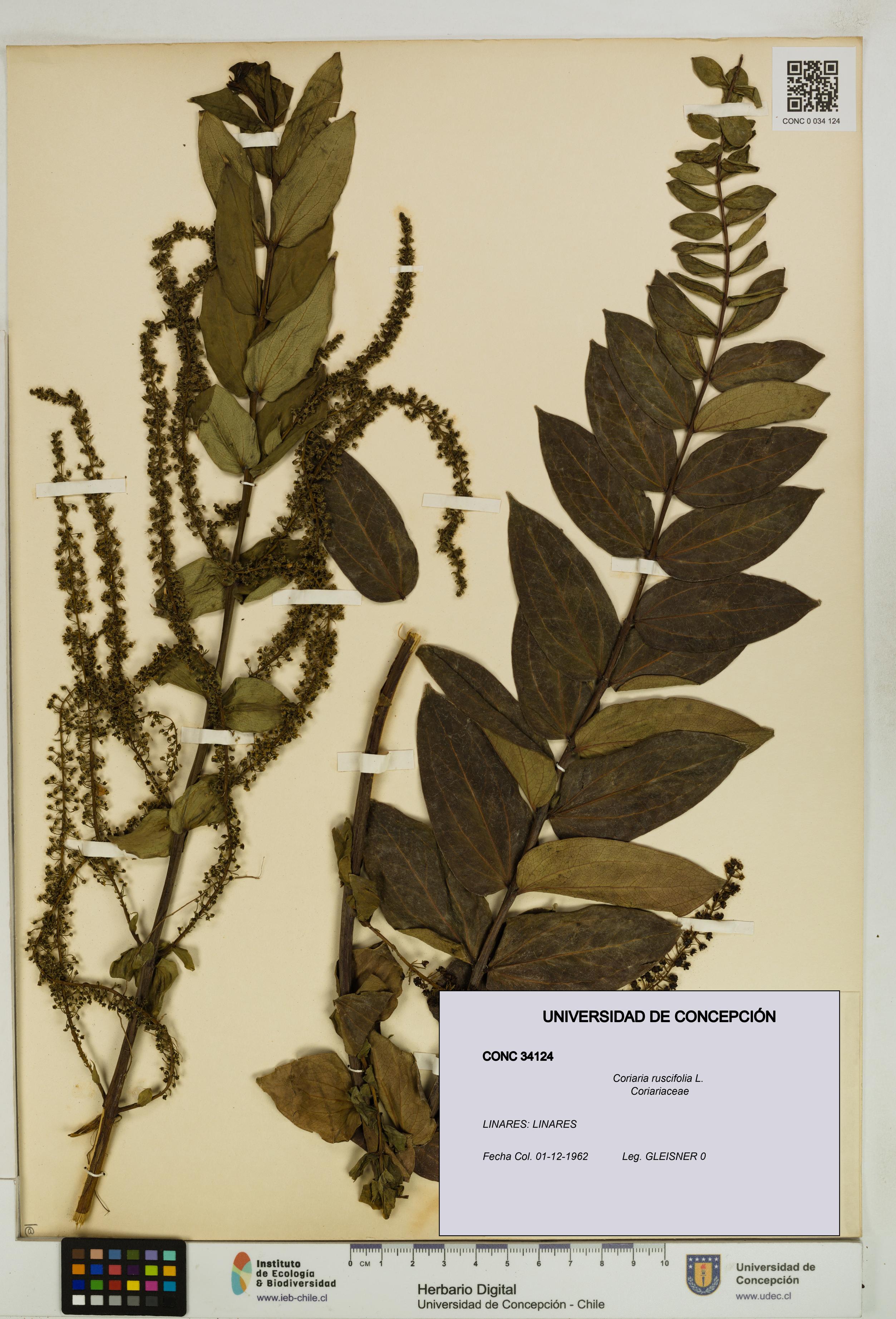 Coriaria ruscifolia [Espécimen: ]