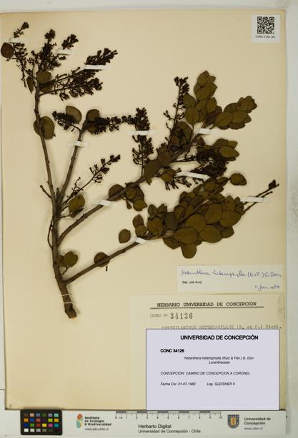 Notanthera heterophylla [Espécimen: UDEC:CONC:0034126]