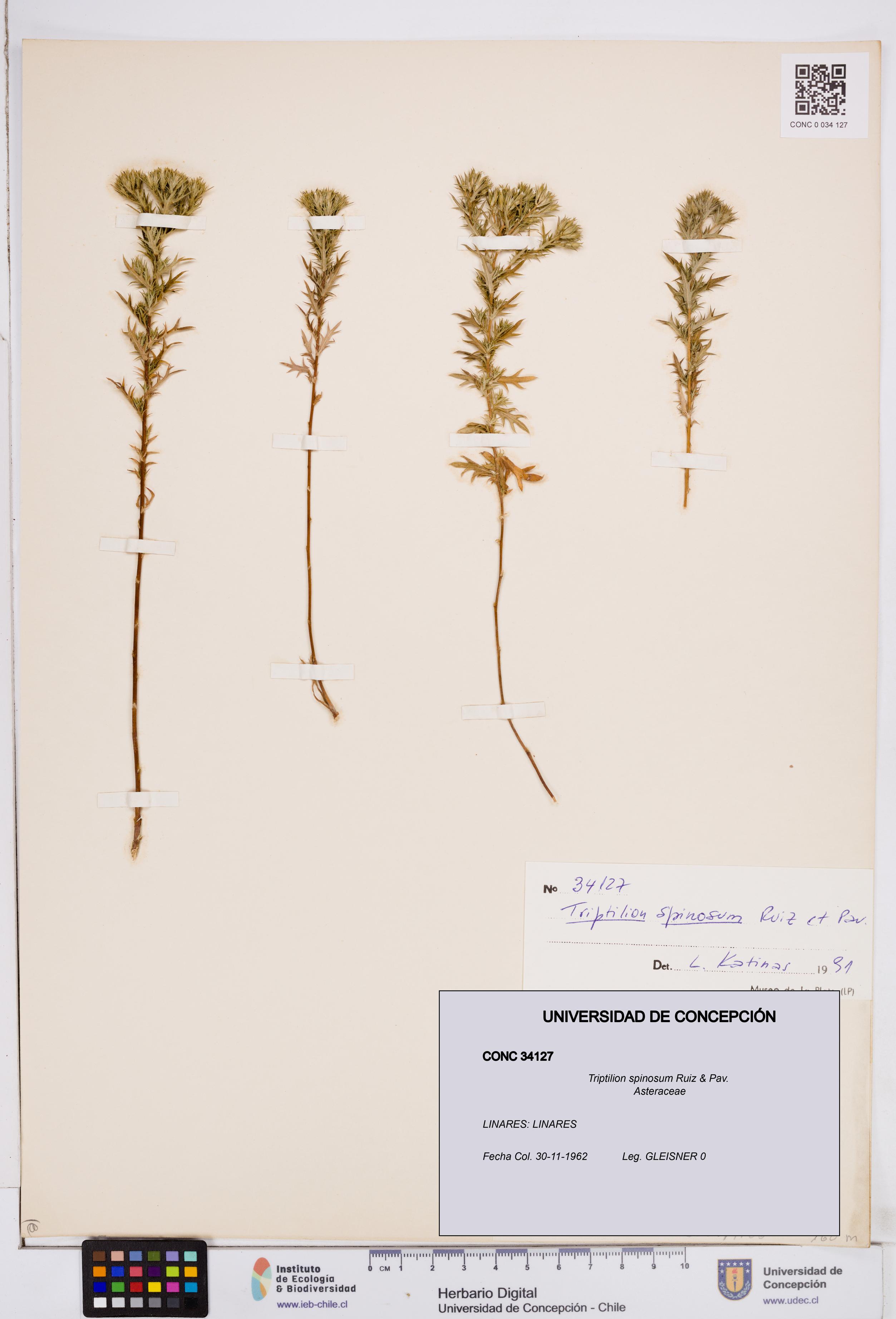 Triptilion spinosum [Espécimen: ]