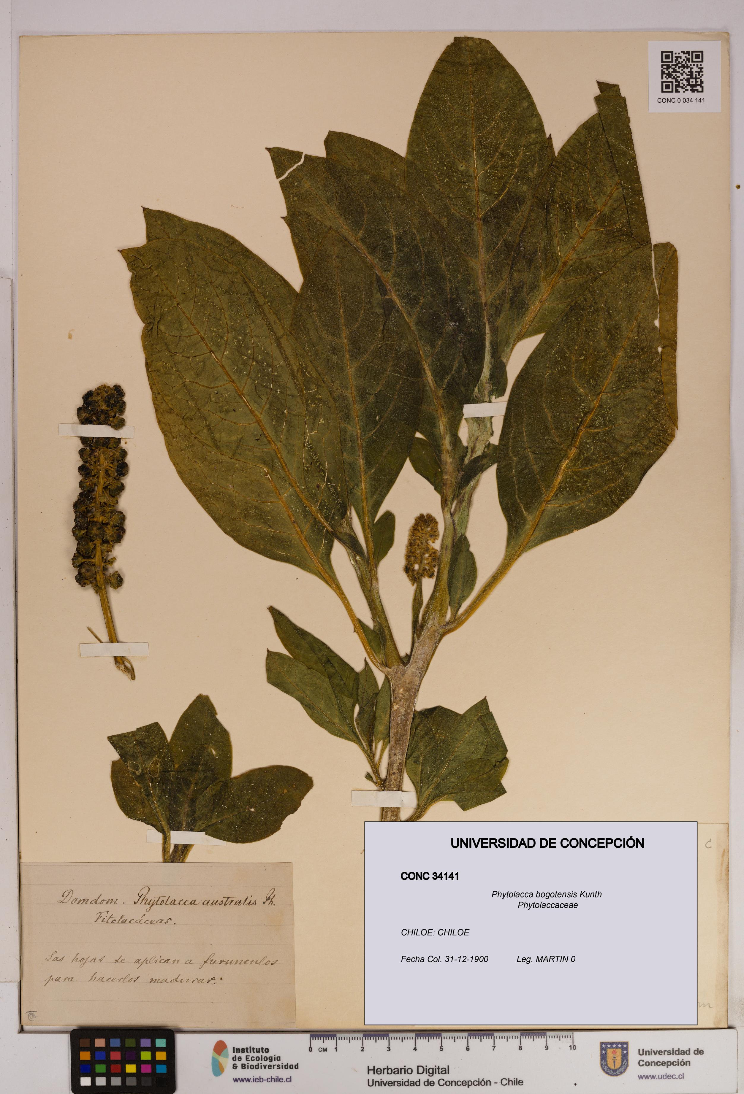 Phytolacca bogotensis [Espécimen: UDEC:CONC:0034141]
