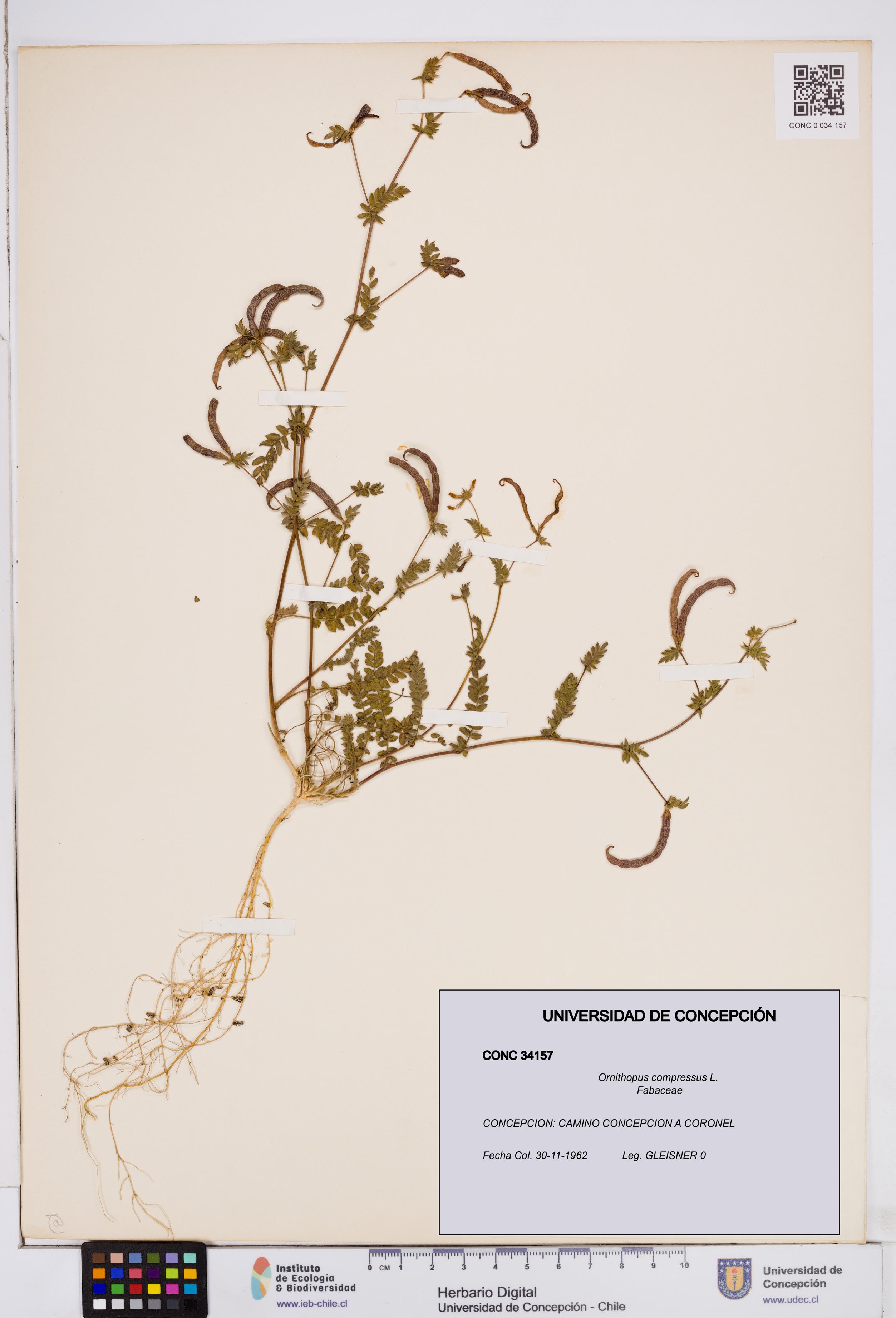 Ornithopus compressus [Espécimen: ]