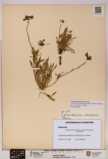 Cistanthe arenaria [Espécimen: UDEC:CONC:0034159]