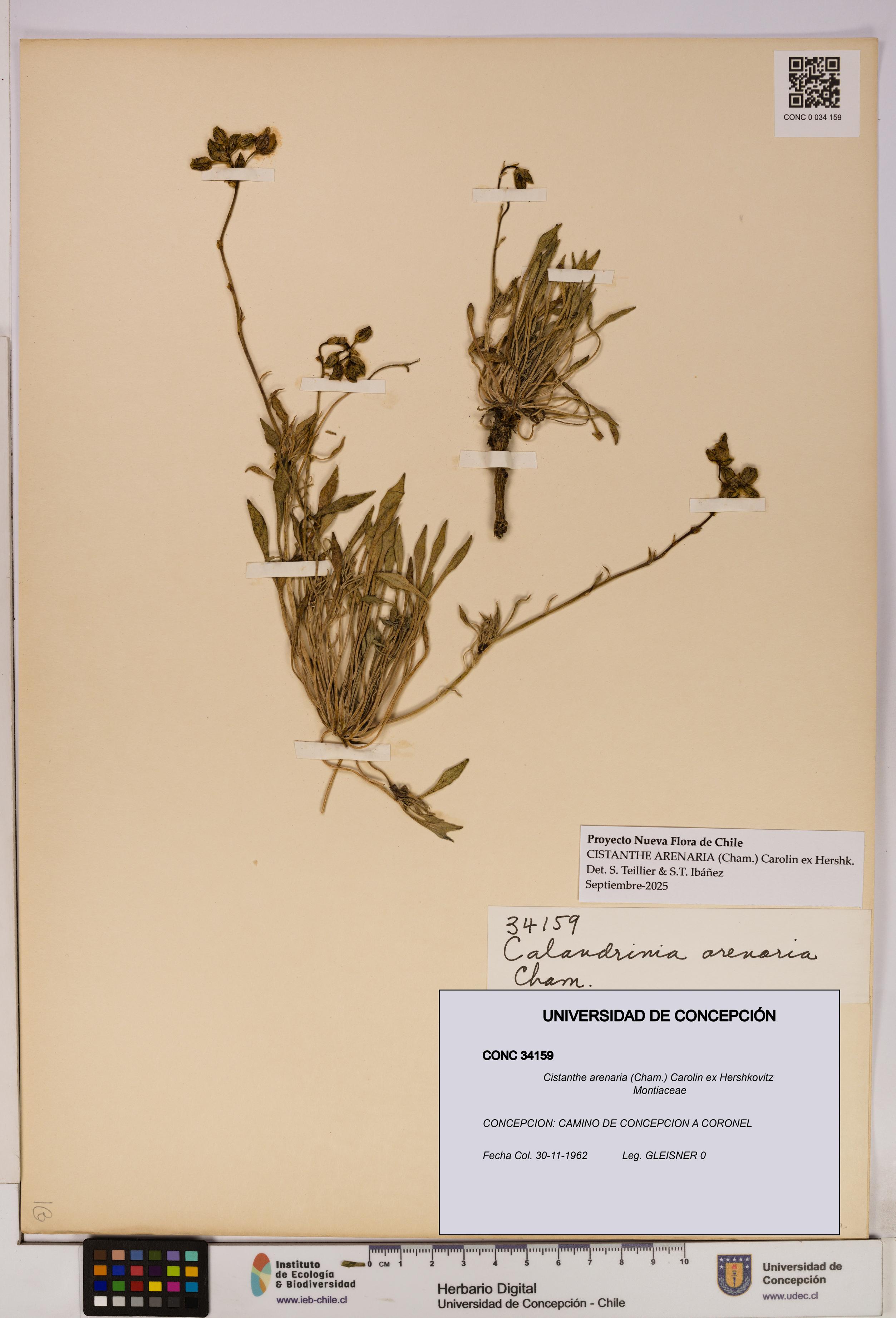 Cistanthe arenaria [Espécimen: UDEC:CONC:0034159]