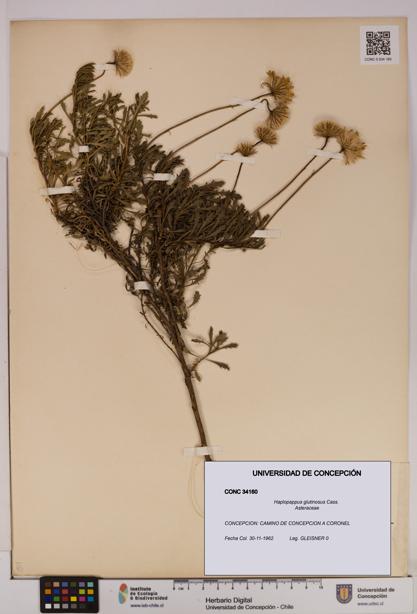 Haplopappus glutinosus [Espécimen: UDEC:CONC:0034160]