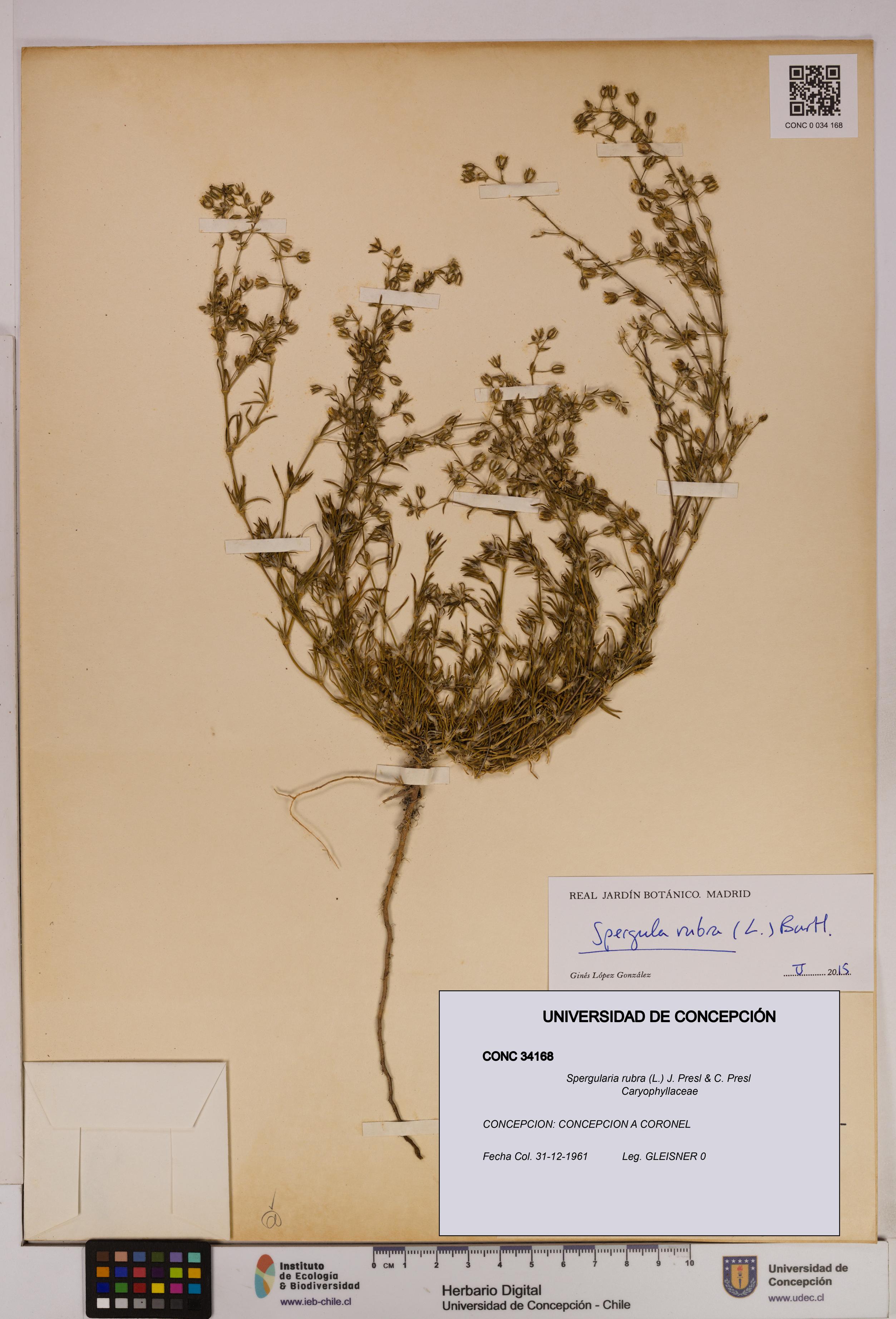 Spergularia rubra [Espécimen: UDEC:CONC:0034168]