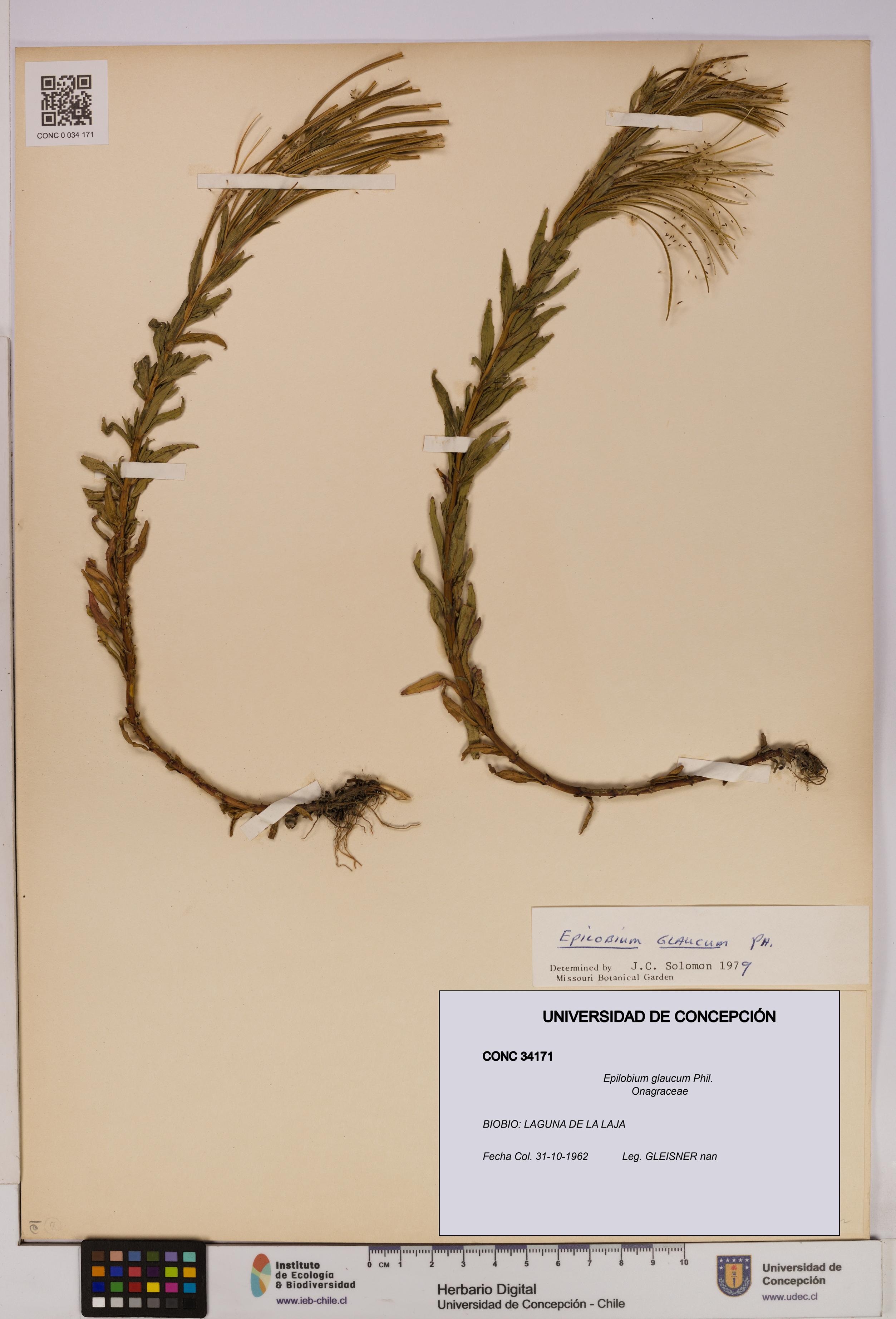 Epilobium glaucum [Espécimen: UDEC:CONC:0034171]