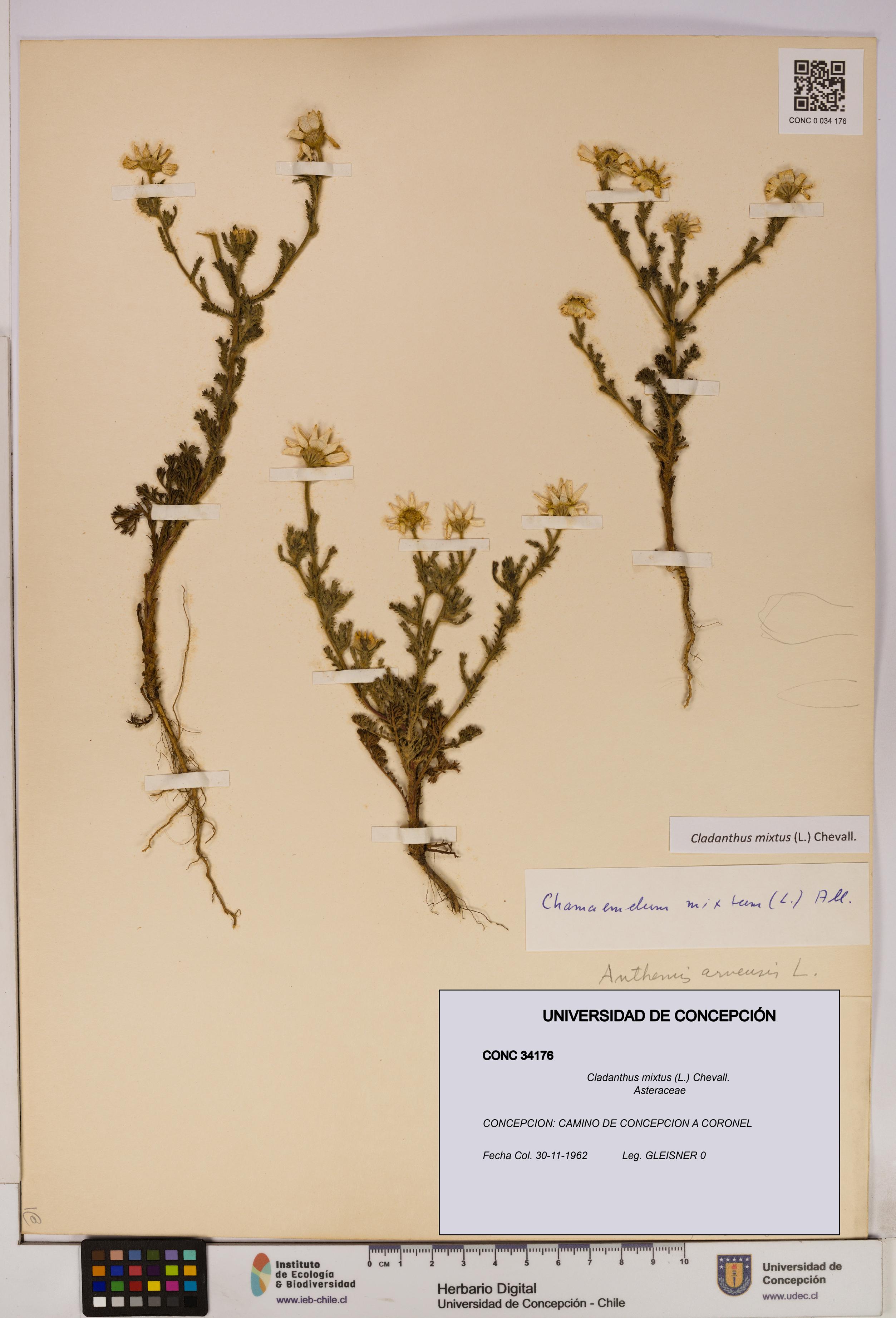 Cladanthus mixtus [Espécimen: UDEC:CONC:0034176]