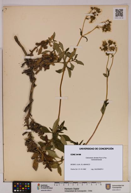Calceolaria dentata [Espécimen: UDEC:CONC:0034188]
