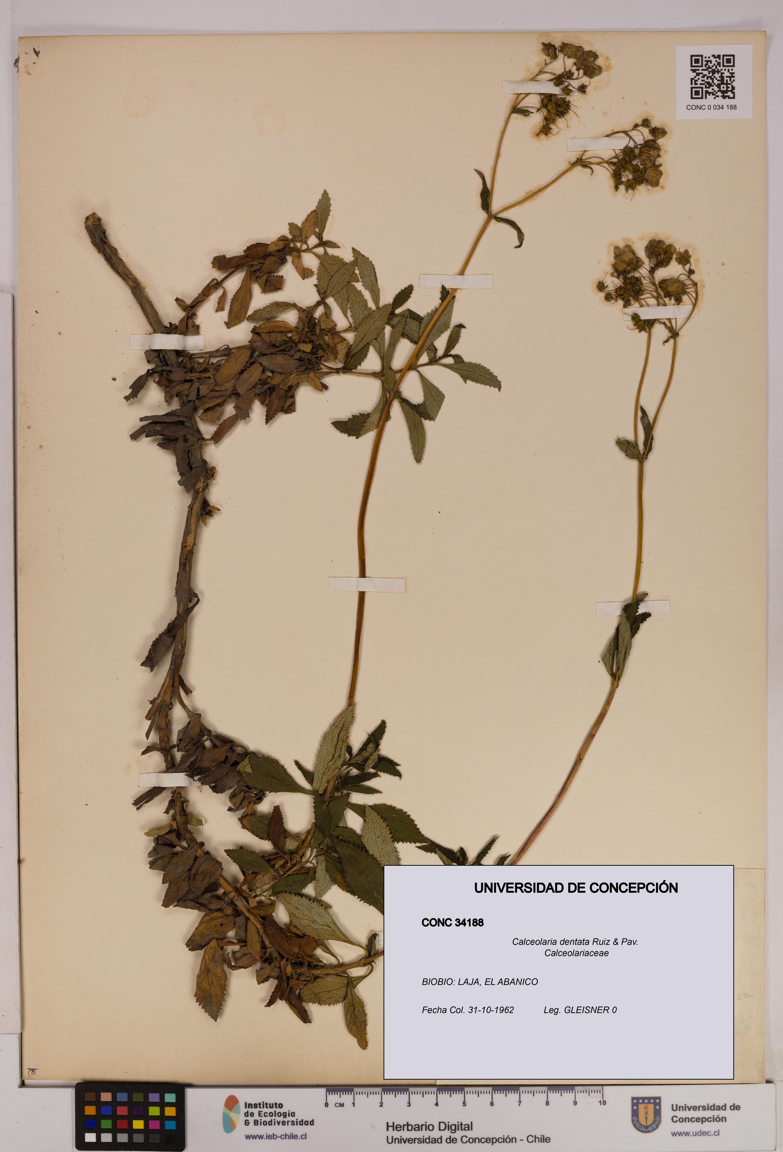 Calceolaria dentata [Espécimen: UDEC:CONC:0034188]