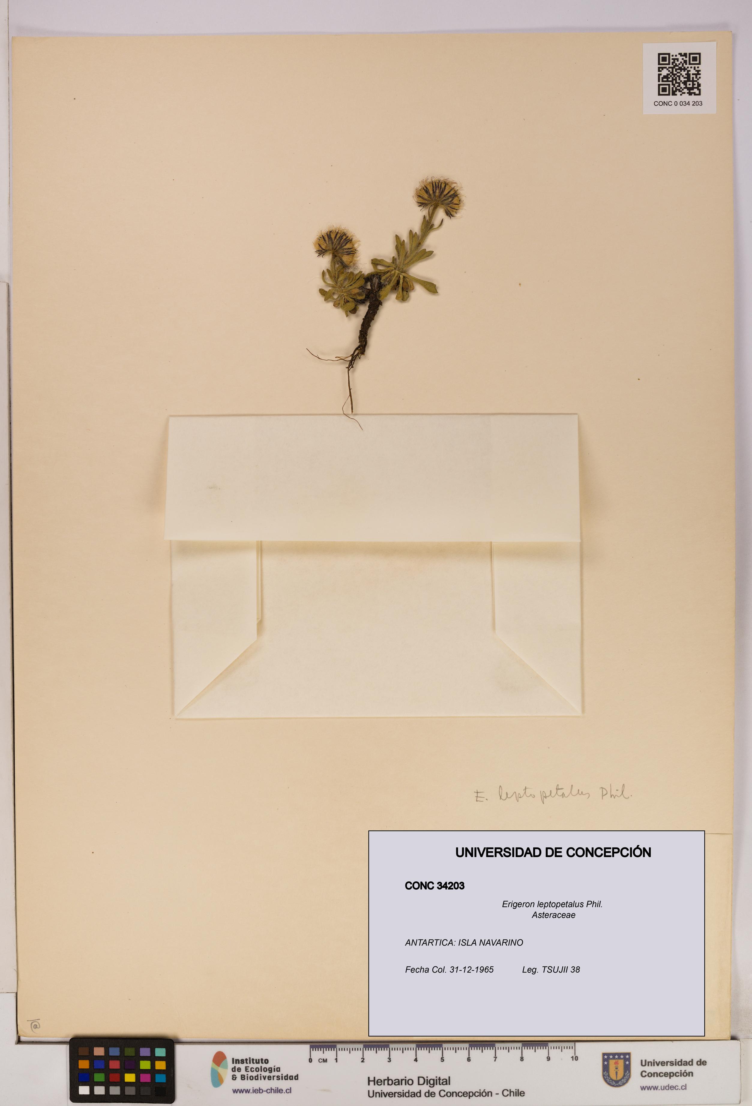 Erigeron leptopetalus [Espécimen: UDEC:CONC:0034203]