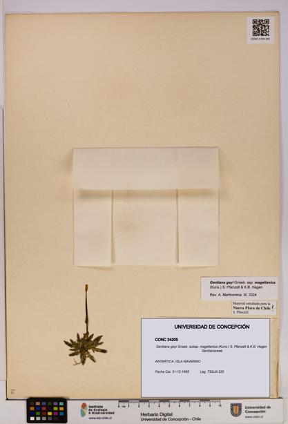 Gentiana gayi subsp. magellanica [Espécimen: UDEC:CONC:0034205]