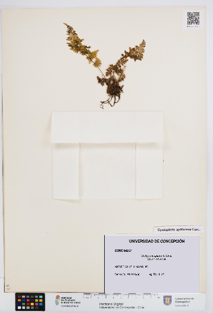Cystopteris apiiformis [Espécimen: UDEC:CONC:0034207]