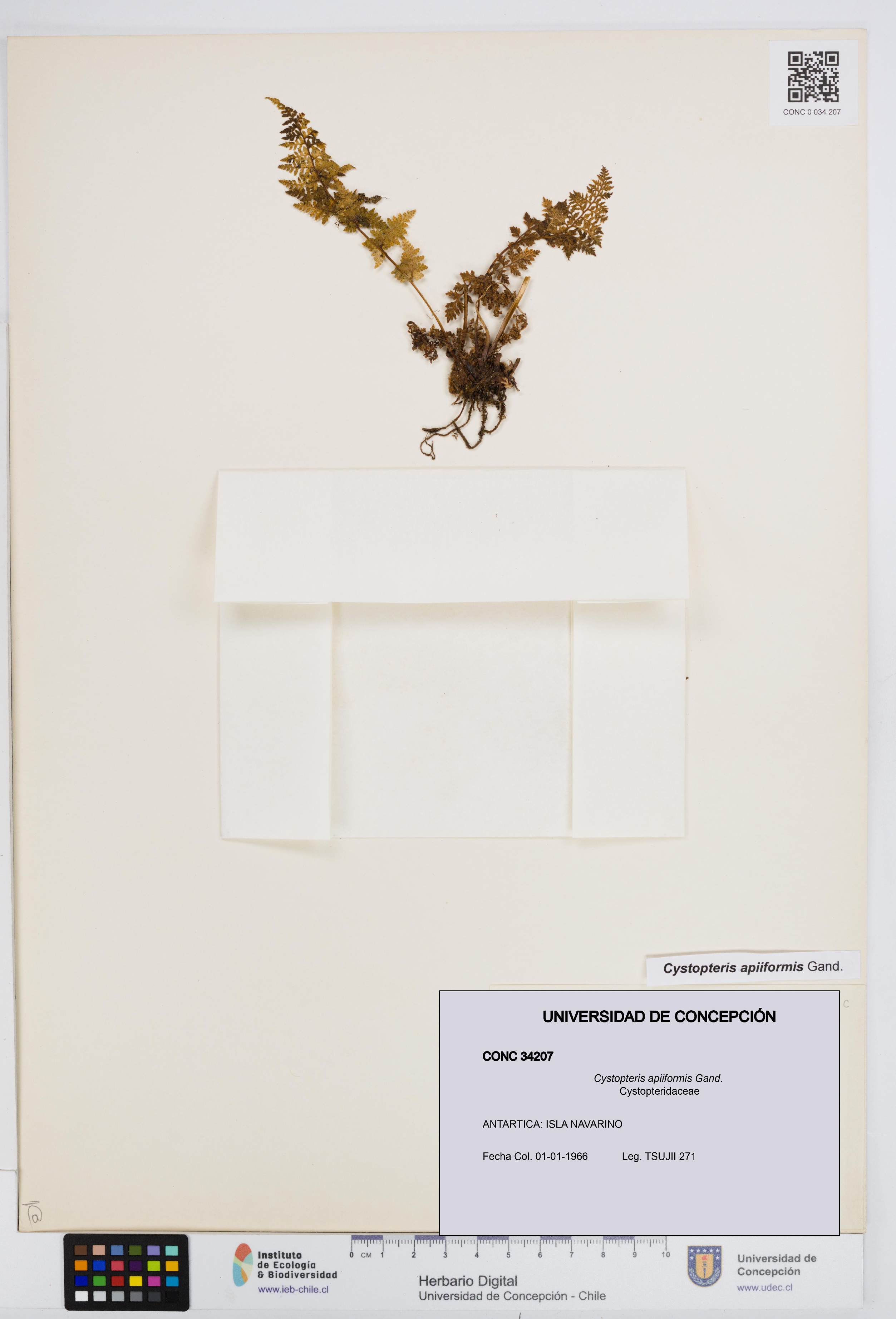 Cystopteris apiiformis [Espécimen: UDEC:CONC:0034207]