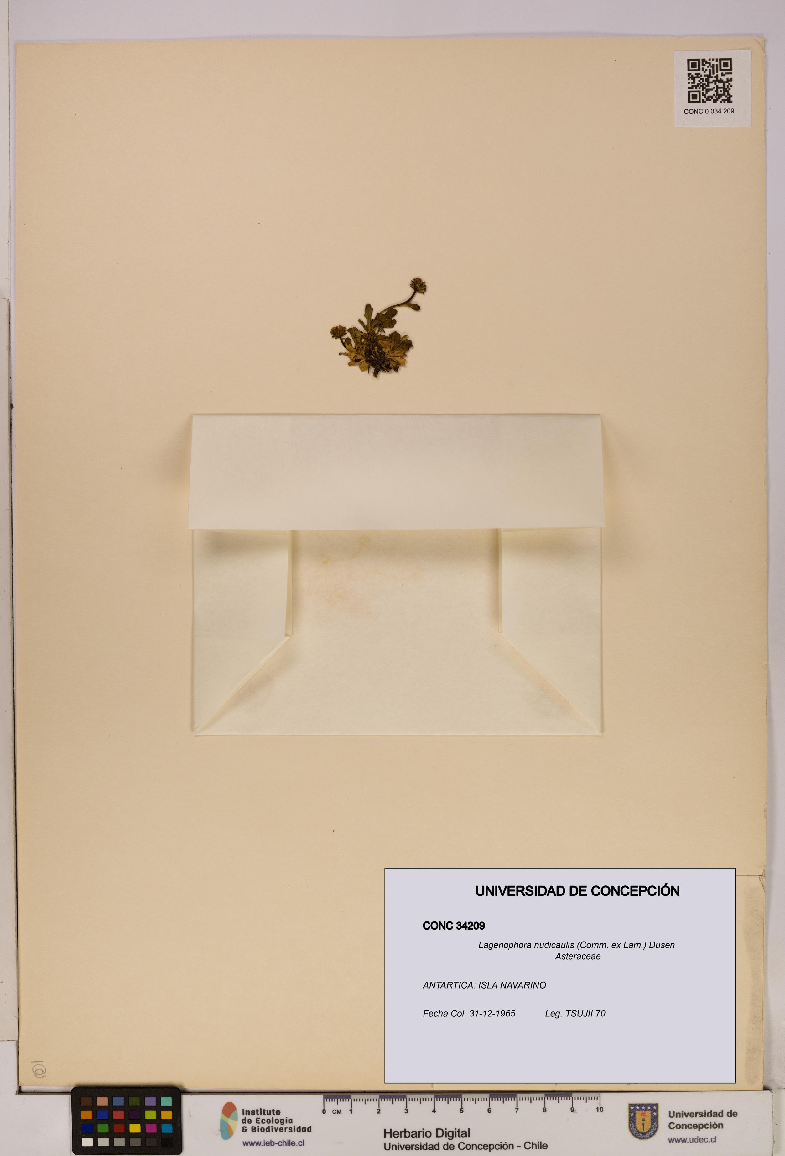Lagenophora nudicaulis [Espécimen: ]