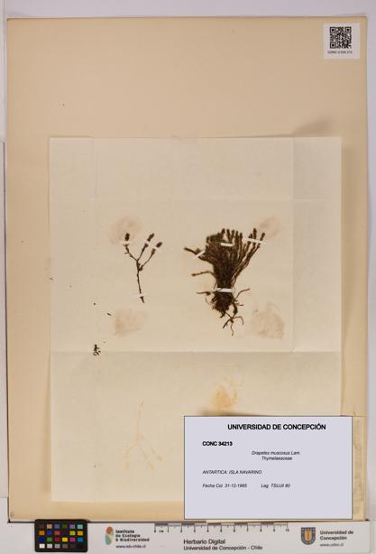 Drapetes muscosus [Espécimen: UDEC:CONC:0034213]